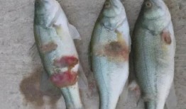 夏季吃瓜活动文案简短,瓜果飘香！